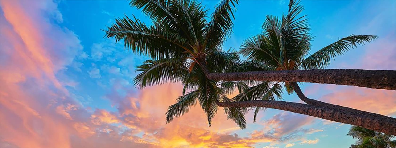 Palme e palme hawaiane